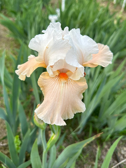 The flower Dolce Vita - Tall Bearded Iris (TB)