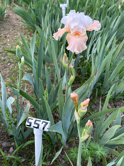 The flower Dolce Vita - Tall Bearded Iris (TB)