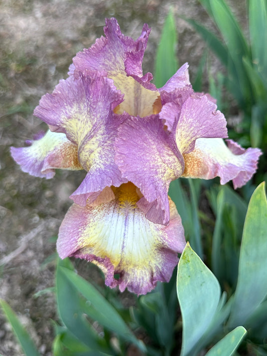 The flower Return To Elegance - Tall Bearded Iris (TB)