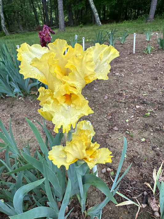 The flower Double Trouble - Tall Bearded Iris (TB)