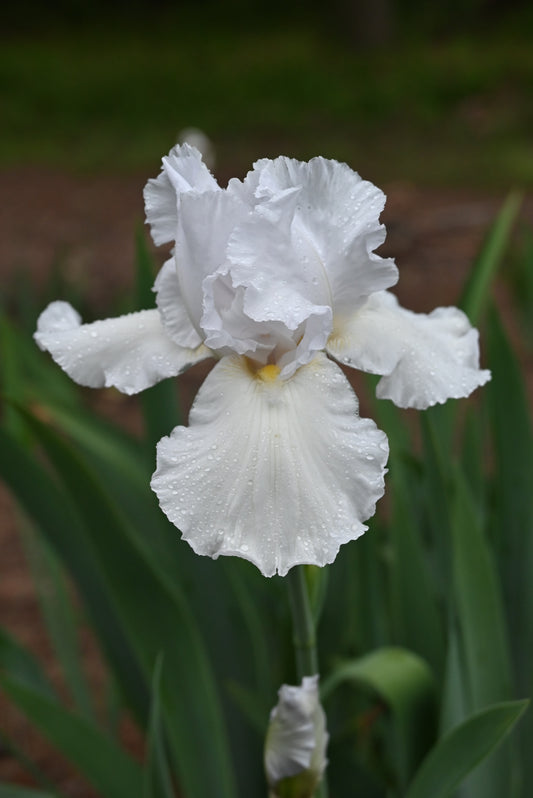 The flower Silver Prize - Tall Bearded Iris (TB)