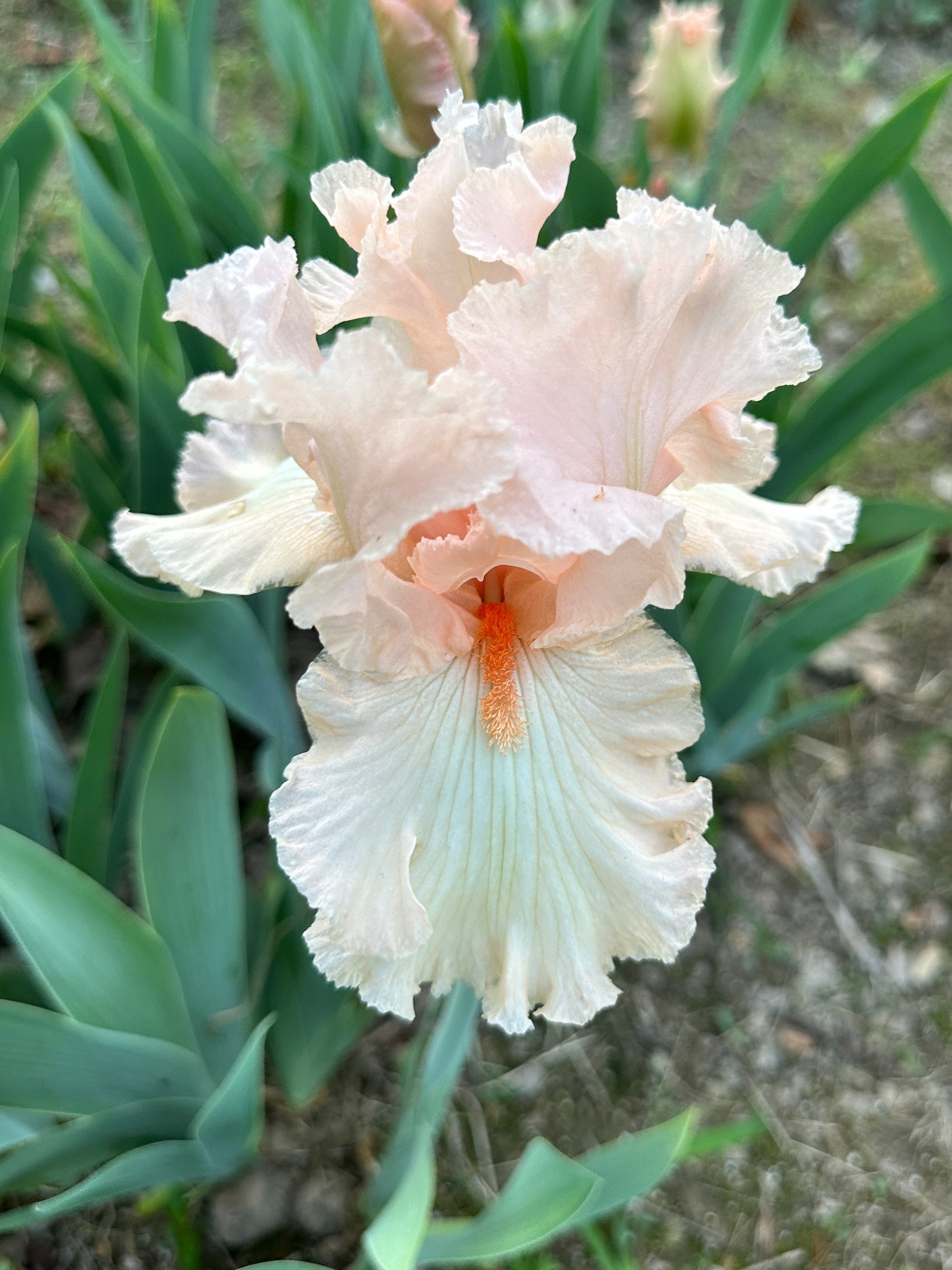 The flower Alice Goodman - Tall Bearded Iris (TB)