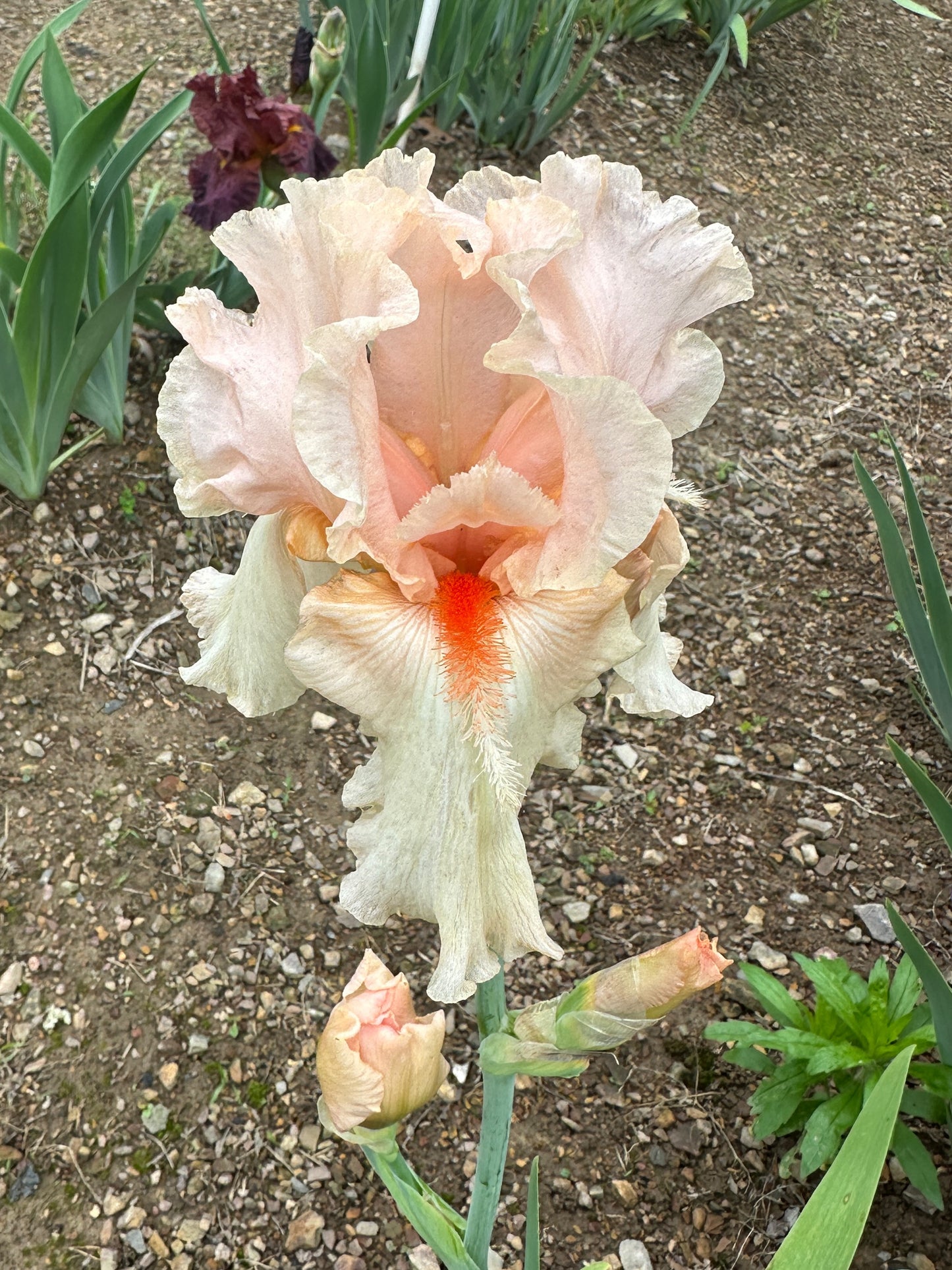 The flower Wondrous - Tall Bearded Iris (TB)