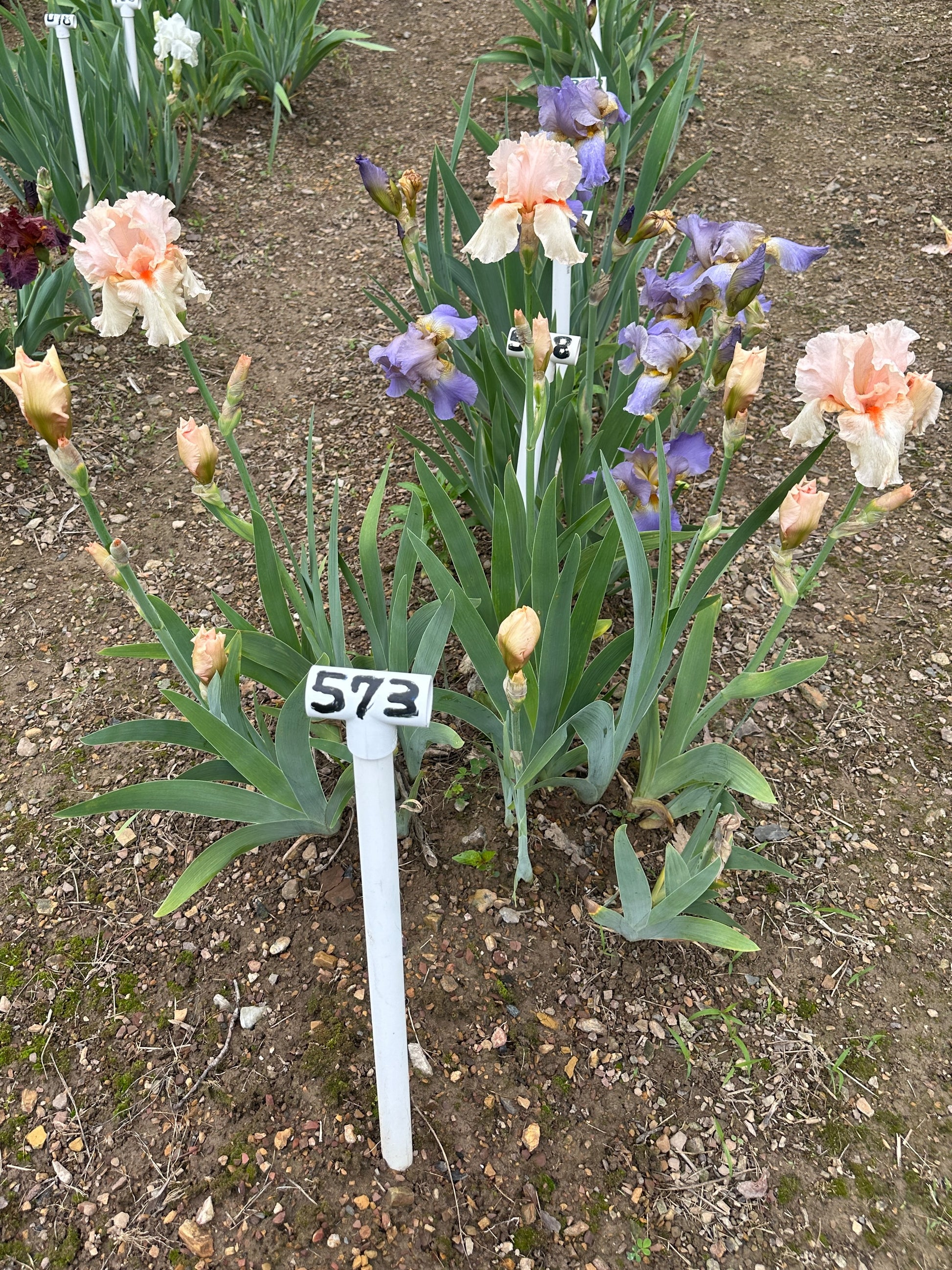 The flower Wondrous - Tall Bearded Iris (TB)