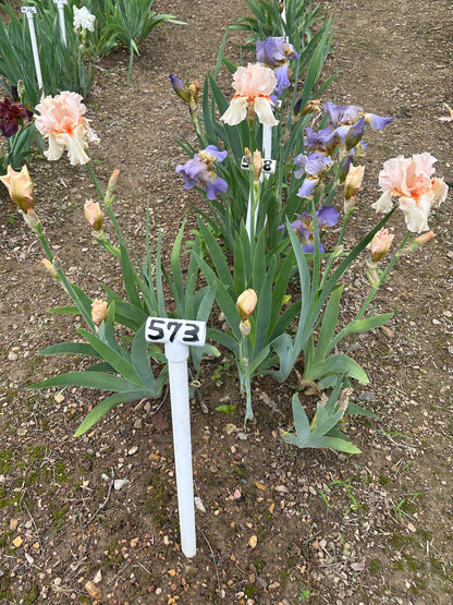 The flower Wondrous - Tall Bearded Iris (TB)