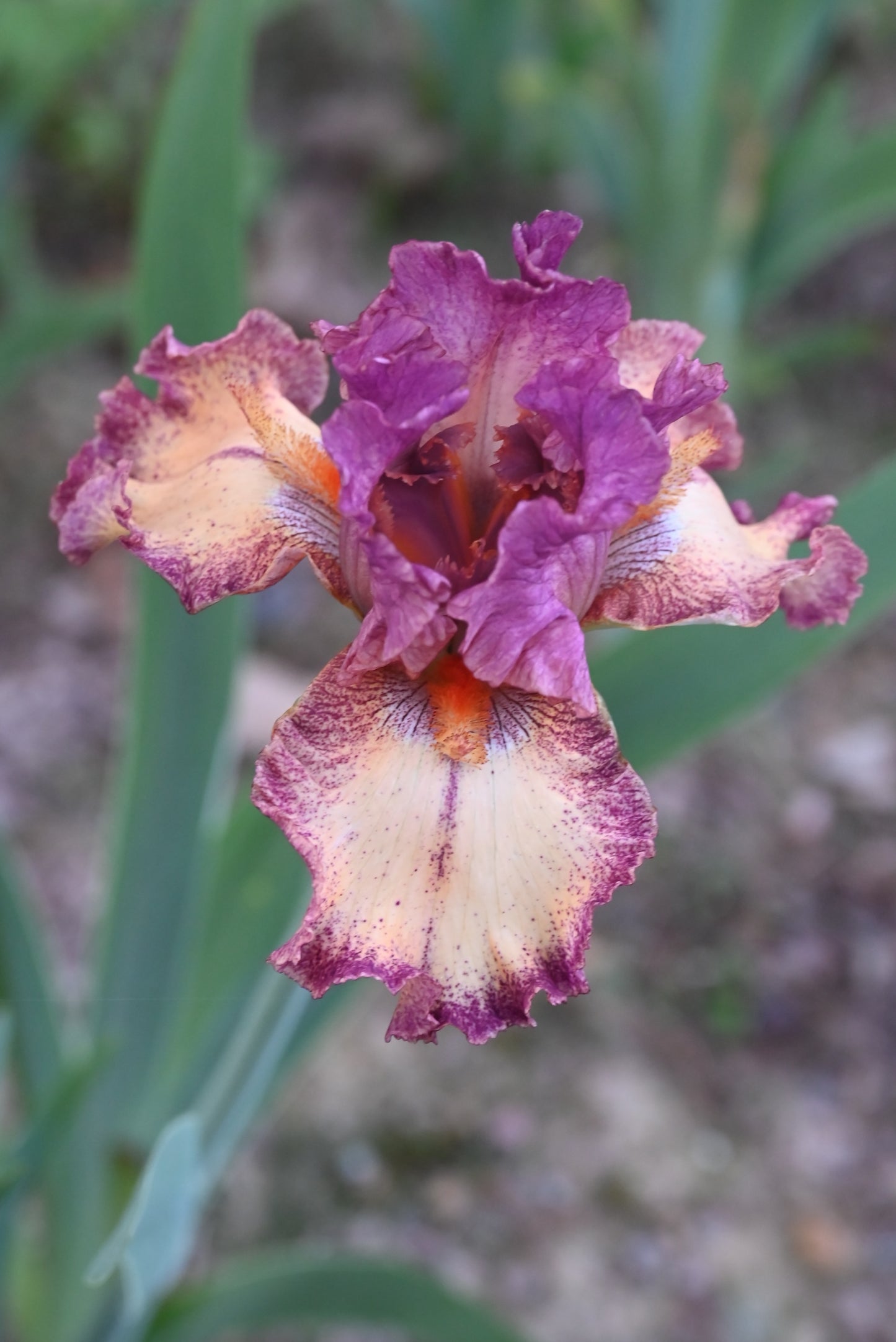 The flower Rock Star - Tall Bearded Iris (TB)