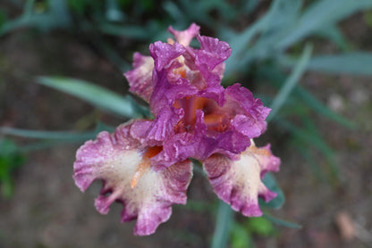 The flower Rock Star - Tall Bearded Iris (TB)