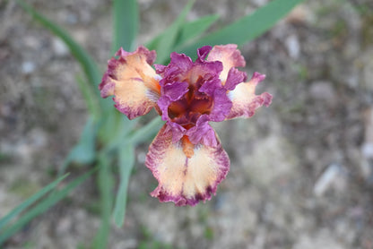 The flower Rock Star - Tall Bearded Iris (TB)