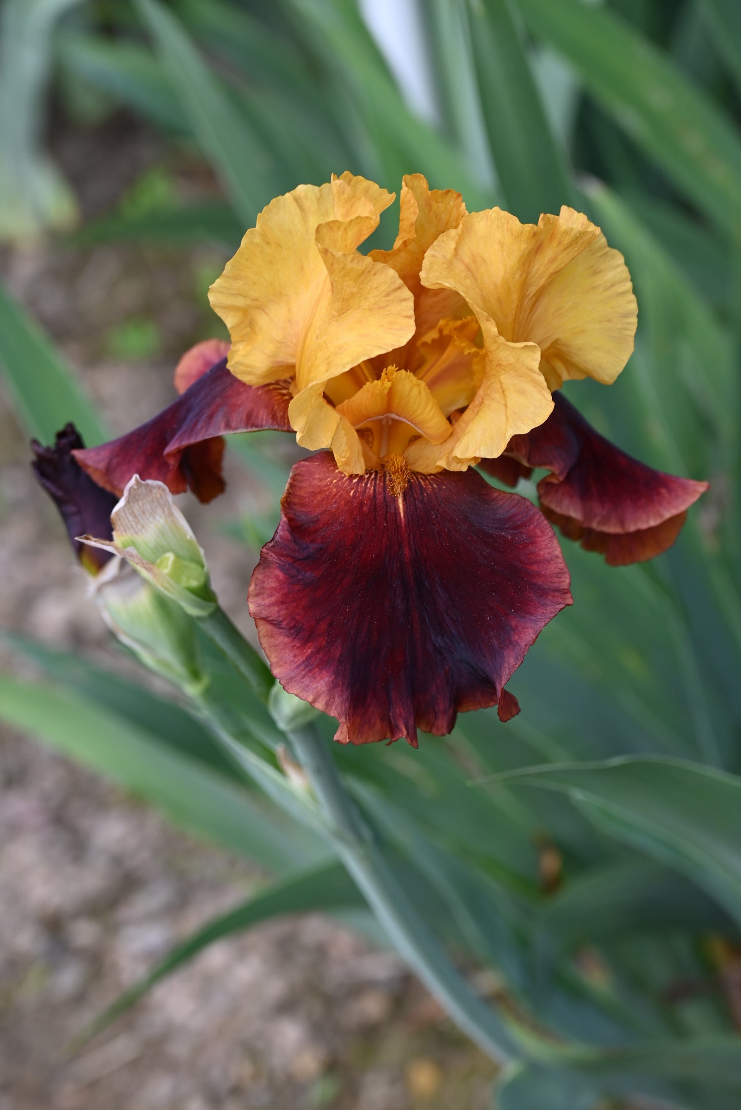 The flower Supreme Sultan - Tall Bearded Iris (TB)