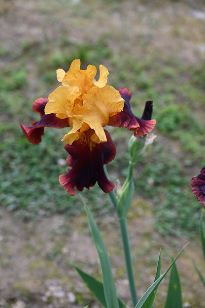 The flower Supreme Sultan - Tall Bearded Iris (TB)