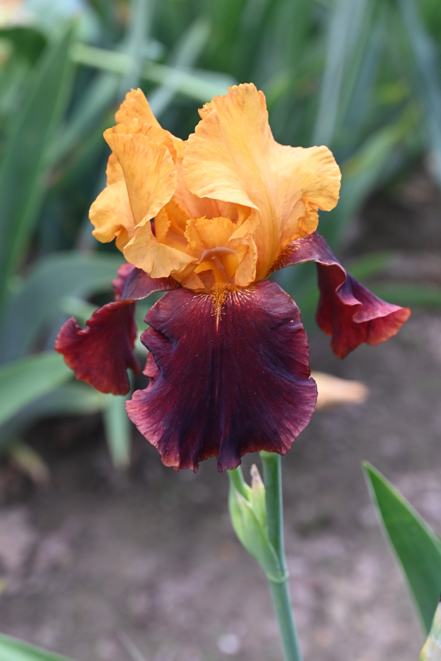 The flower Supreme Sultan - Tall Bearded Iris (TB)