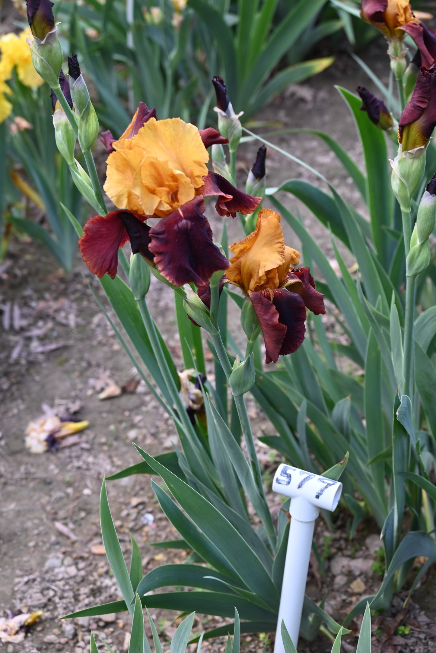 The flower Supreme Sultan - Tall Bearded Iris (TB)