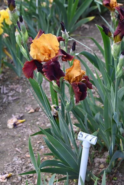 The flower Supreme Sultan - Tall Bearded Iris (TB)