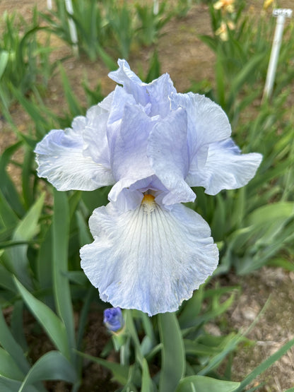 The flower Busy Being Blue - Tall Bearded Iris (TB)