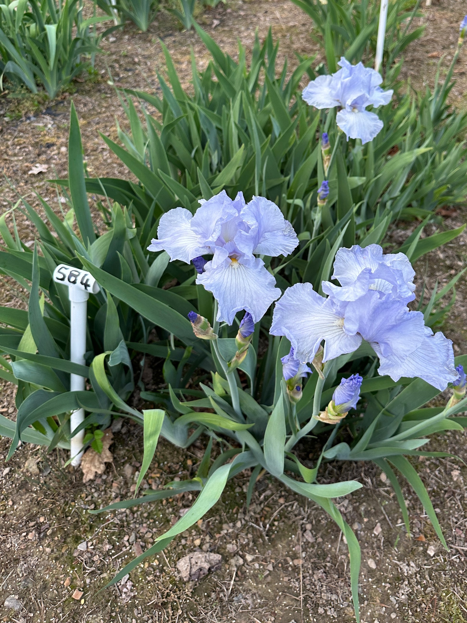 The flower Busy Being Blue - Tall Bearded Iris (TB)