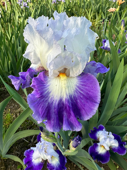 The flower Spot On - Tall Bearded Iris (TB)