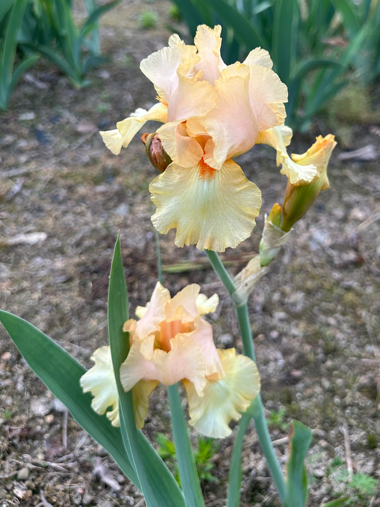 The flower Juicy Fruit - Tall Bearded Iris (TB)