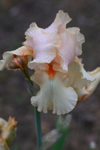 The flower Juicy Fruit - Tall Bearded Iris (TB)