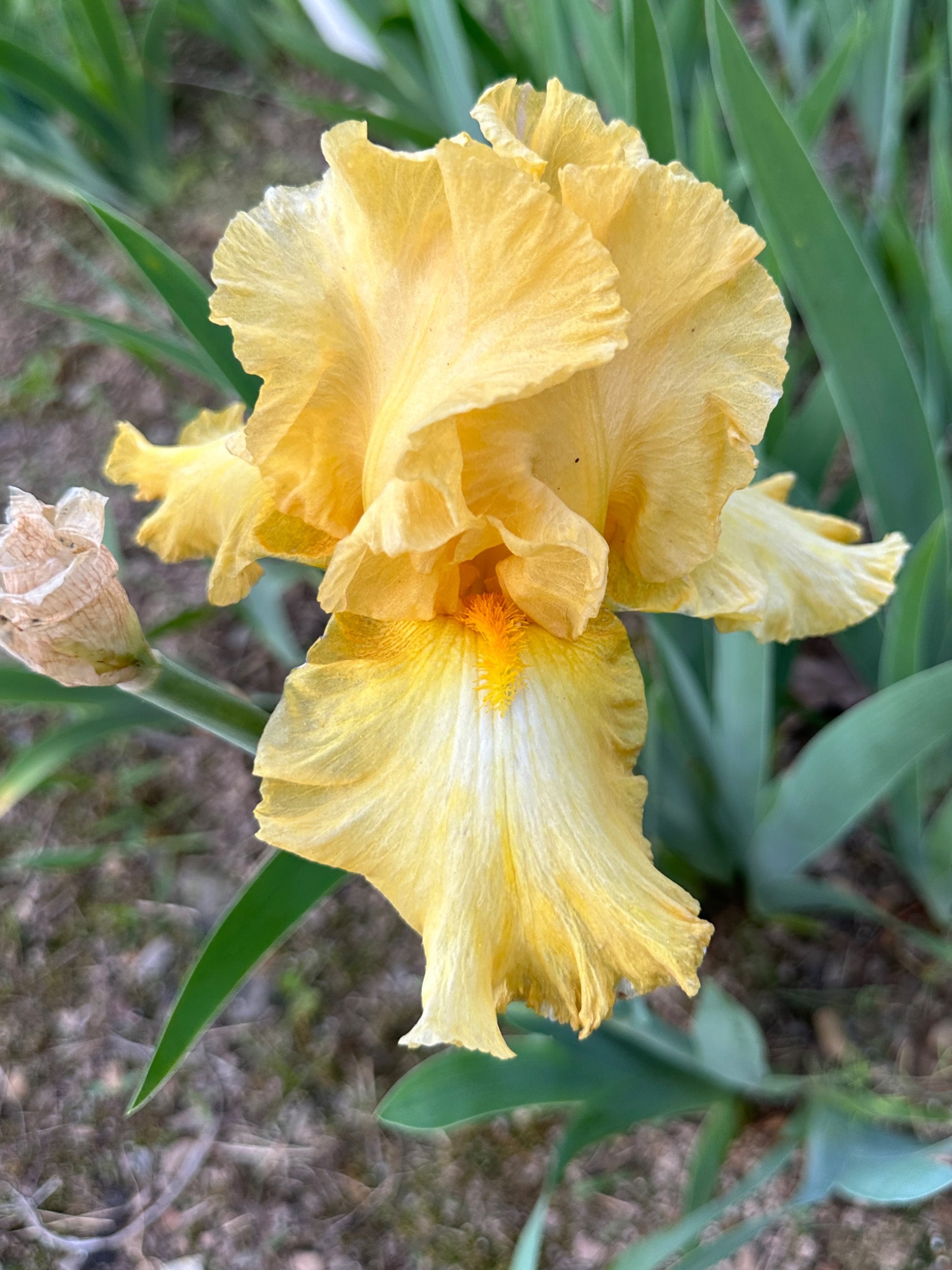 The flower Eggnog - Tall Bearded Iris (TB)