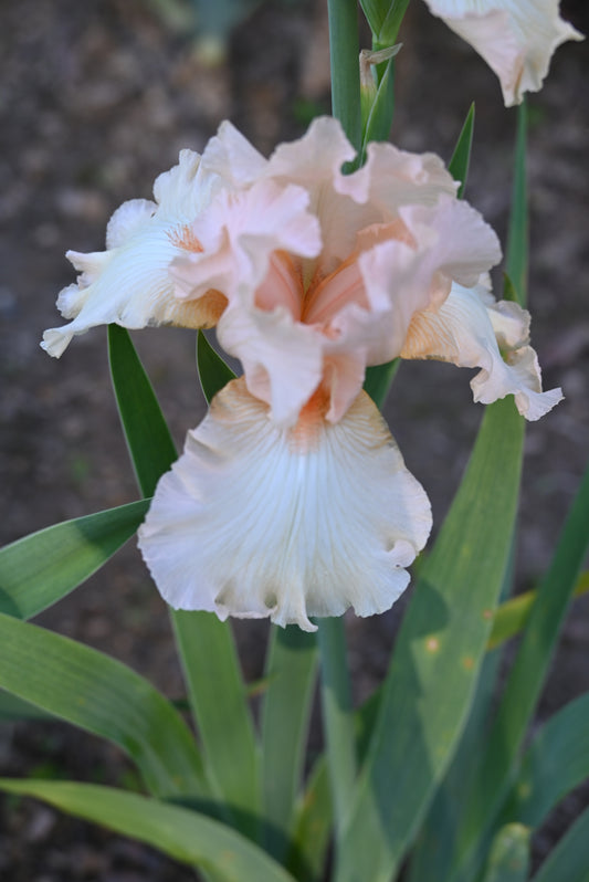 The flower Appleblossom Days - Tall Bearded Iris (TB)