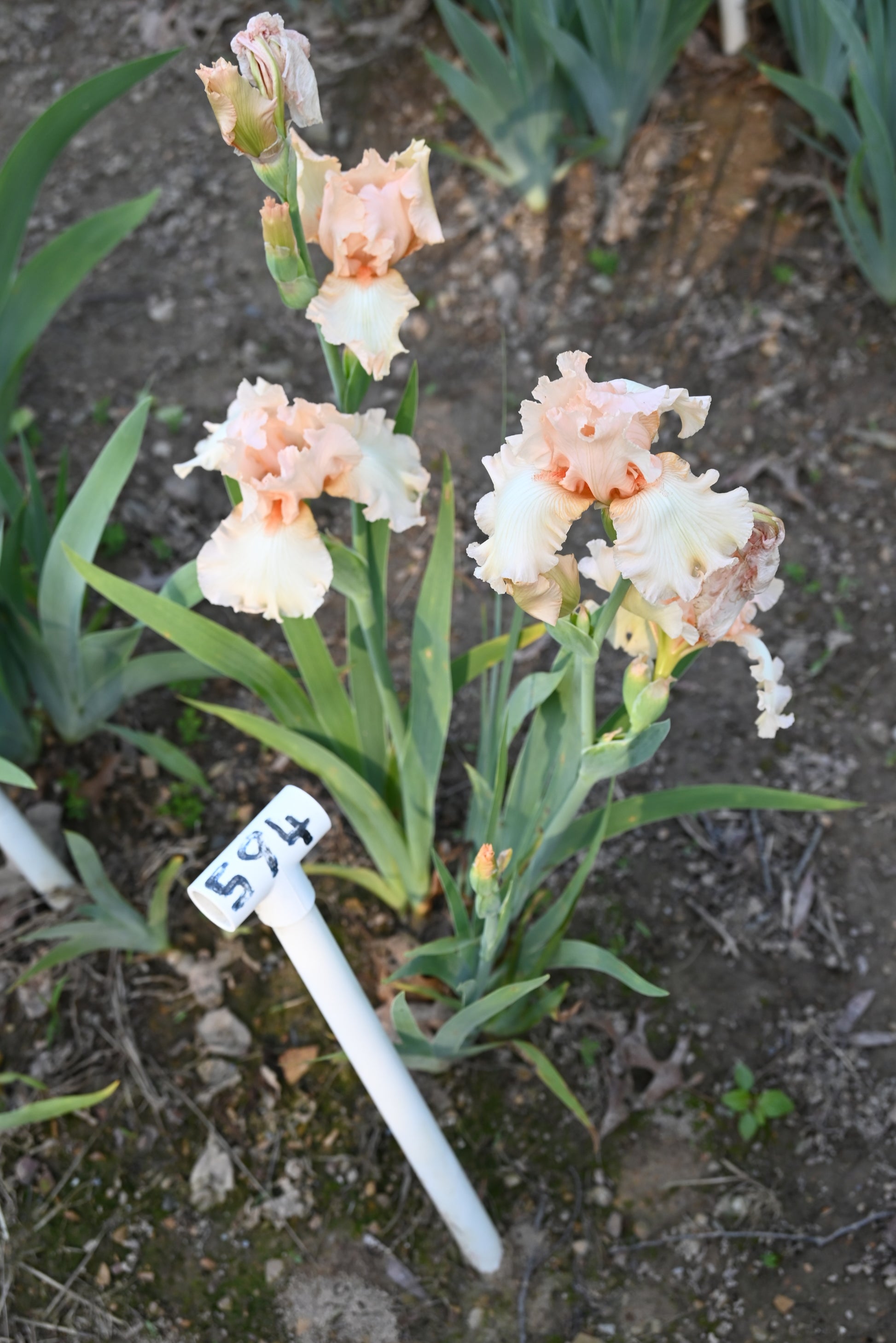 The flower Appleblossom Days - Tall Bearded Iris (TB)