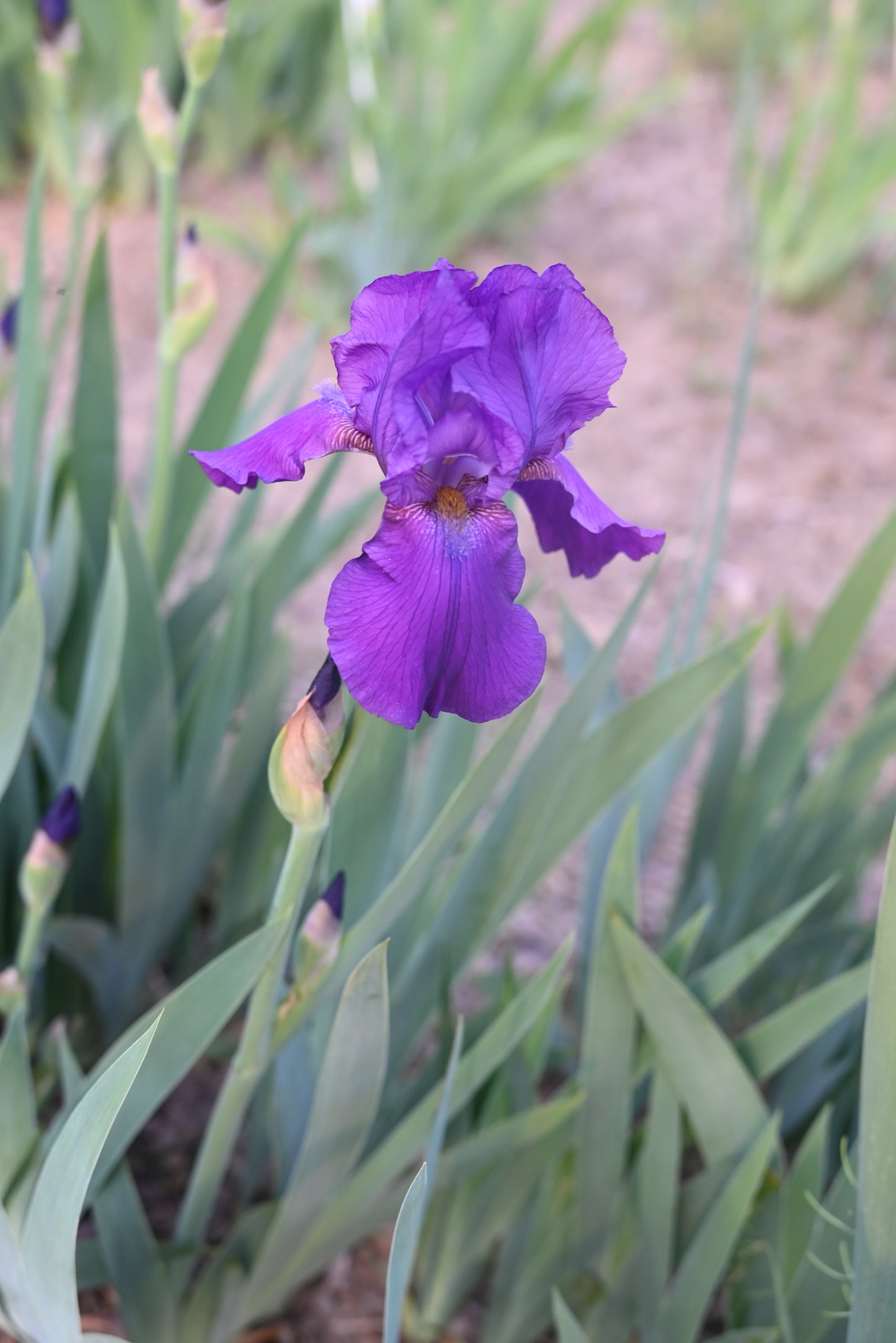 The flower Purple Of Tyre - Tall Bearded Iris (TB)