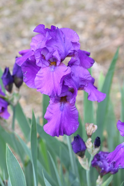 The flower Purple Of Tyre - Tall Bearded Iris (TB)