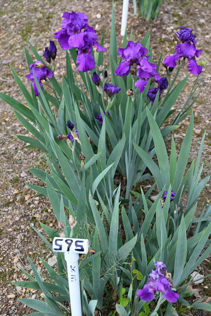 The flower Purple Of Tyre - Tall Bearded Iris (TB)