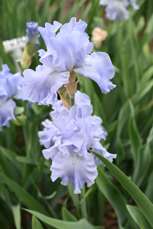 The flower Whitewater Rapids - Tall Bearded Iris (TB)