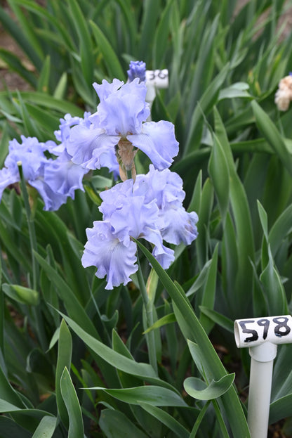 The flower Whitewater Rapids - Tall Bearded Iris (TB)