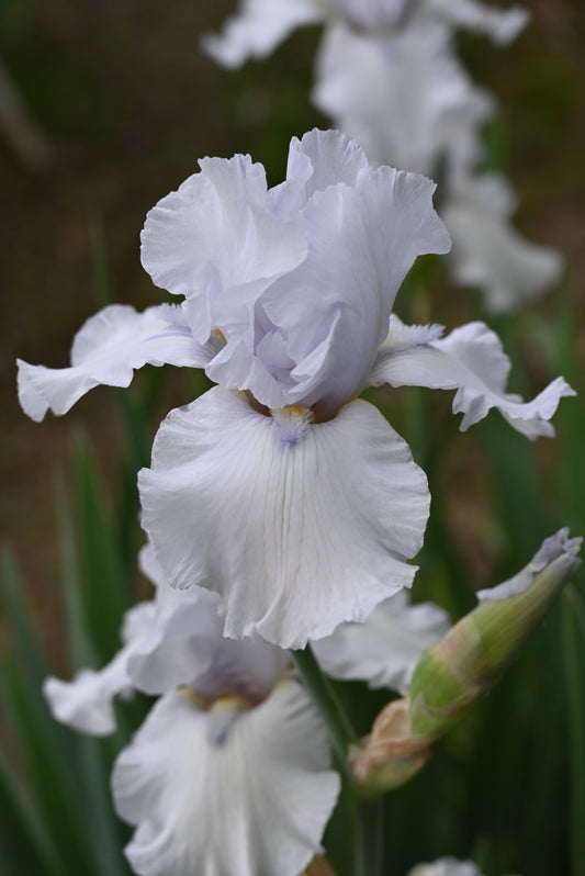 The flower Deity - Tall Bearded Iris (TB)