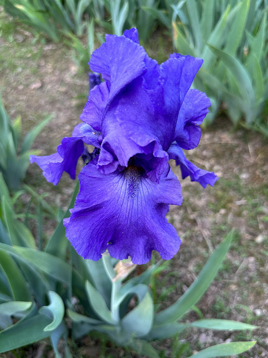 The flower Ocean Fury - Tall Bearded Iris (TB)