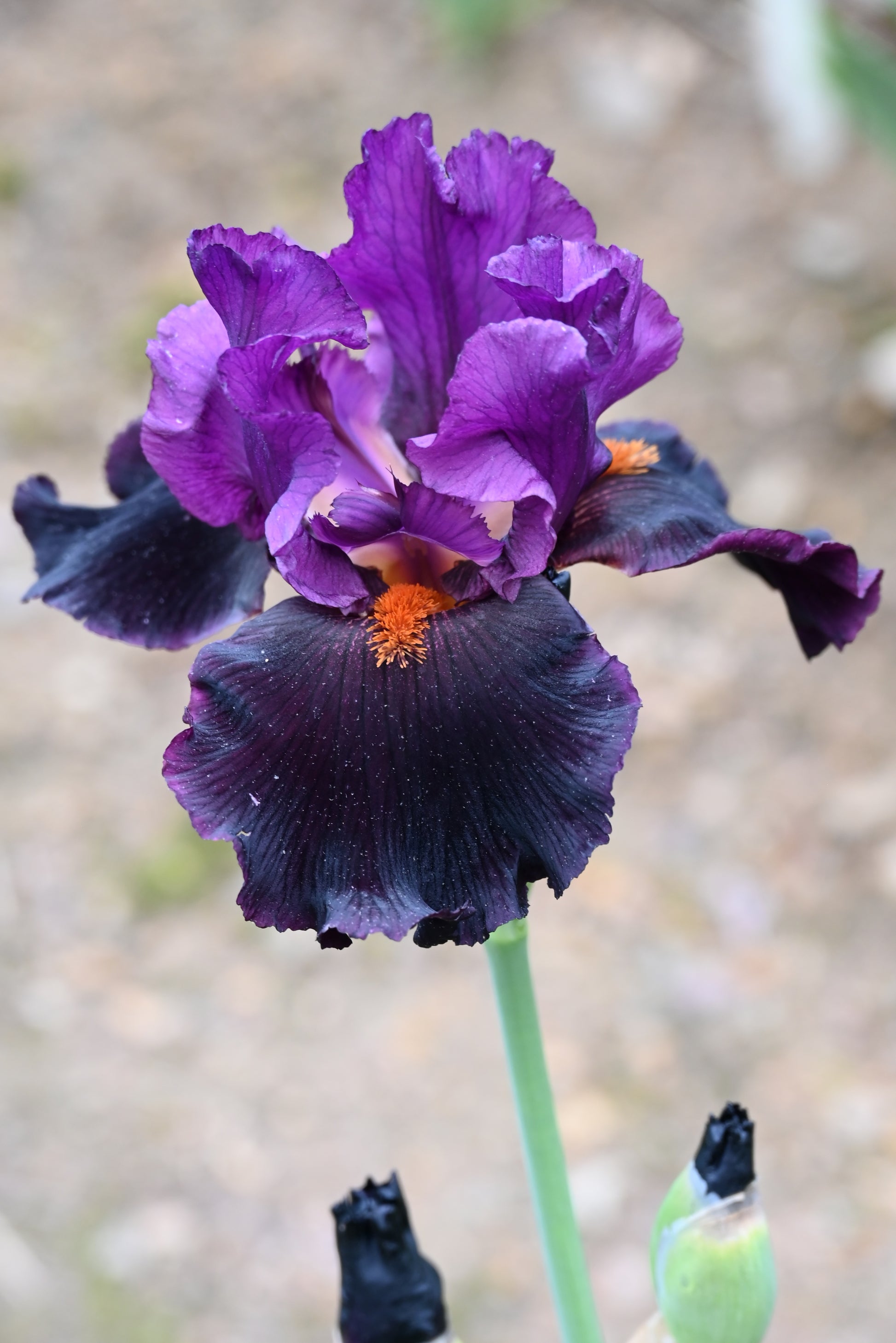 The flower Black Magic Woman - Tall Bearded Iris (TB)