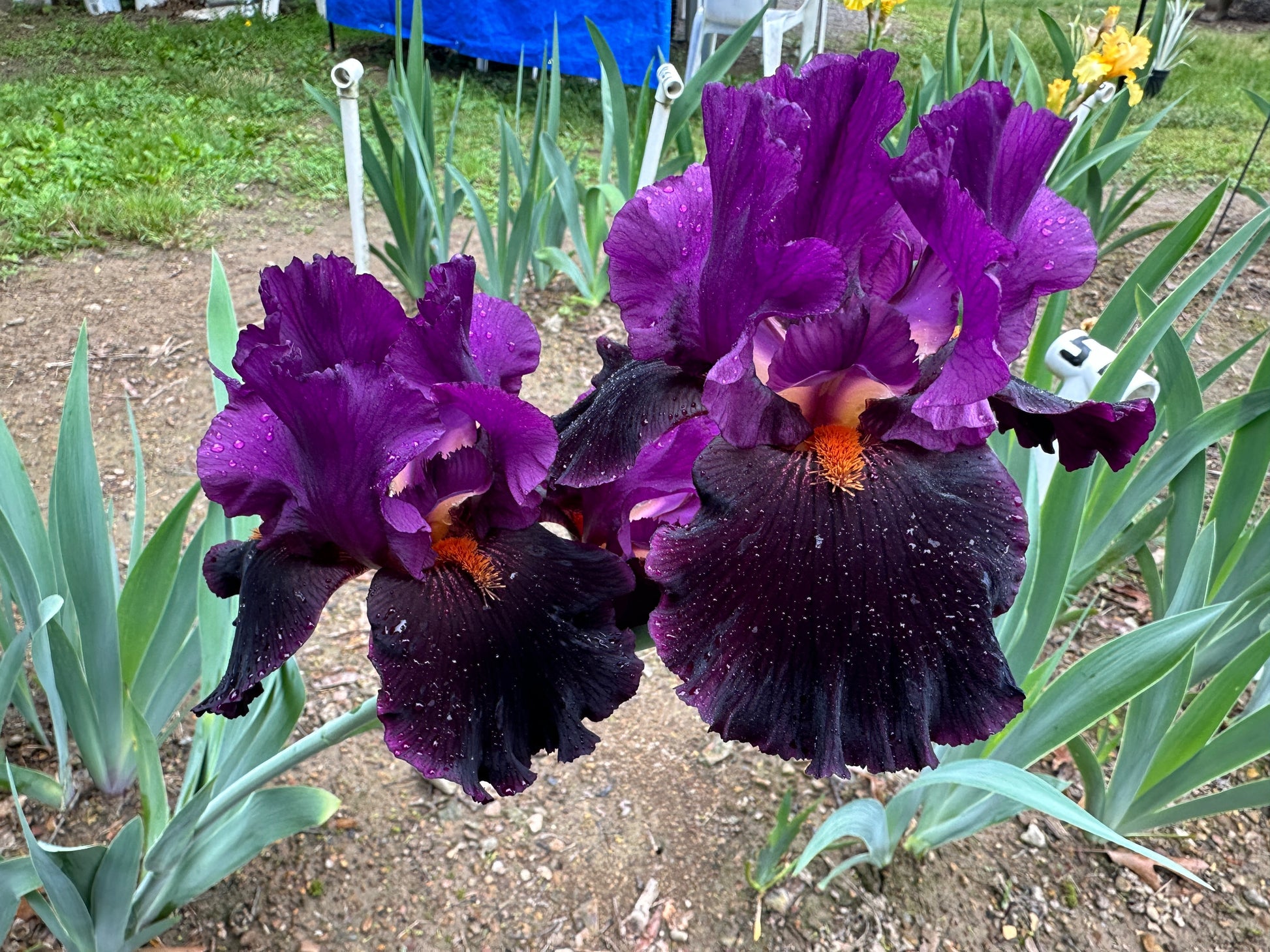 The flower Black Magic Woman - Tall Bearded Iris (TB)