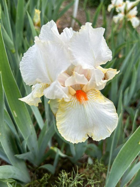 The flower Halloween Halo - Tall Bearded Iris (TB)