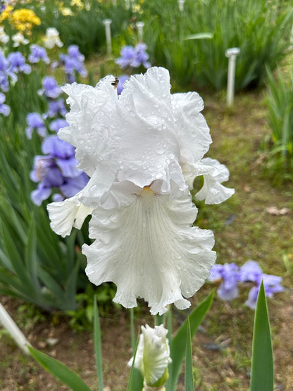 The flower Skating Party - Tall Bearded Iris (TB)