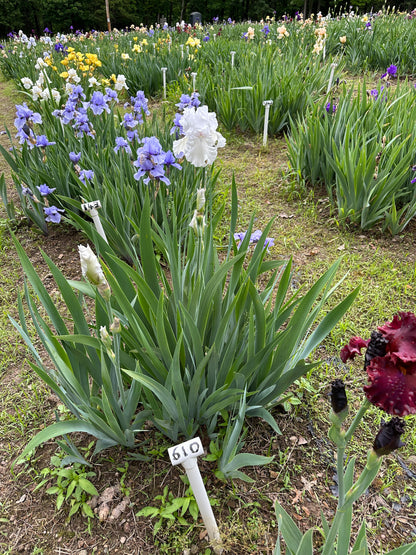 The flower Skating Party - Tall Bearded Iris (TB)