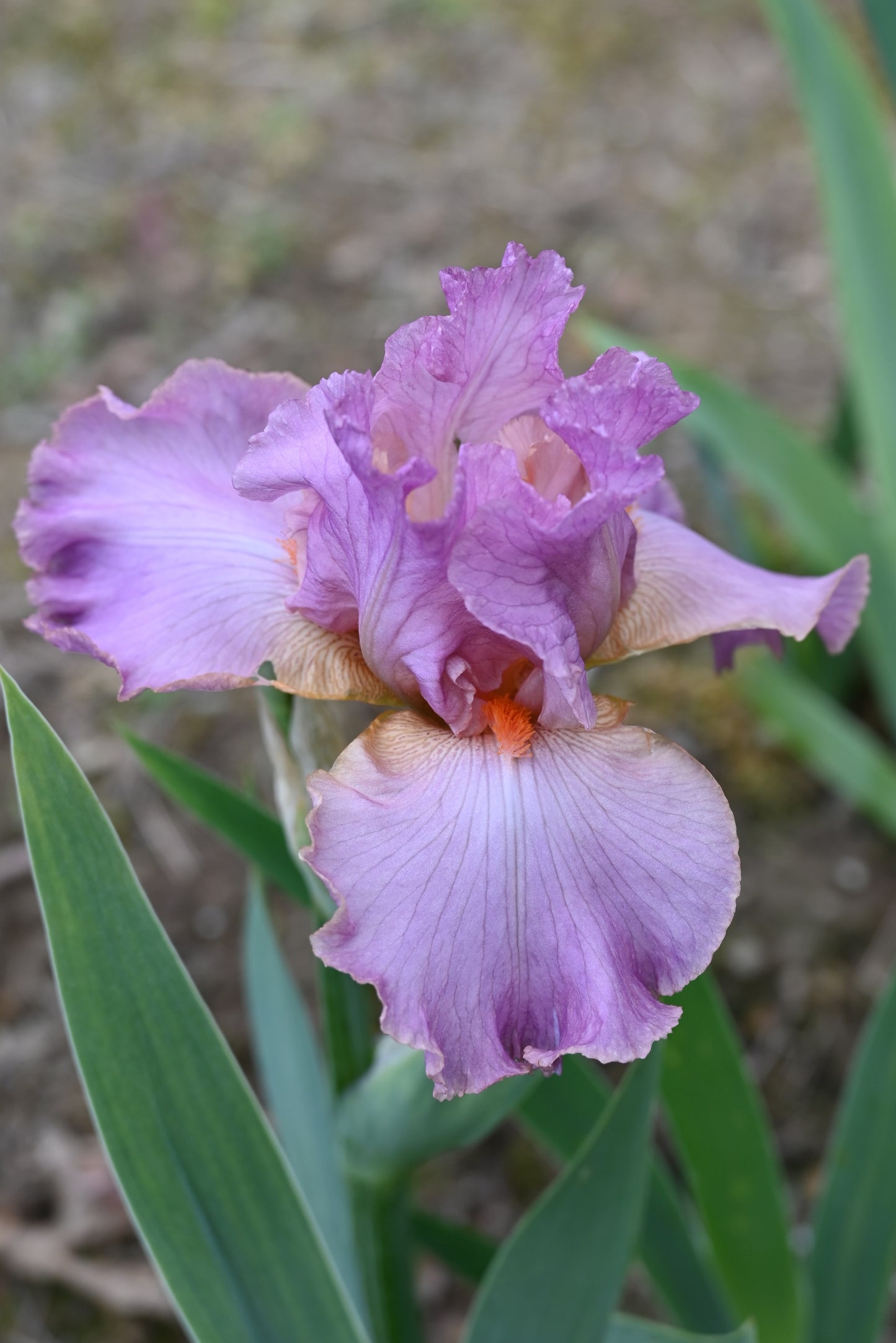 The flower Lillian Lee - Tall Bearded Iris (TB)