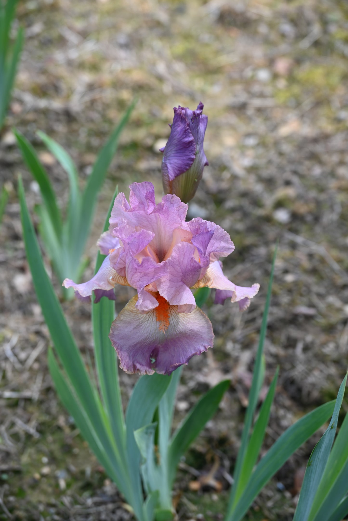 The flower Lillian Lee - Tall Bearded Iris (TB)