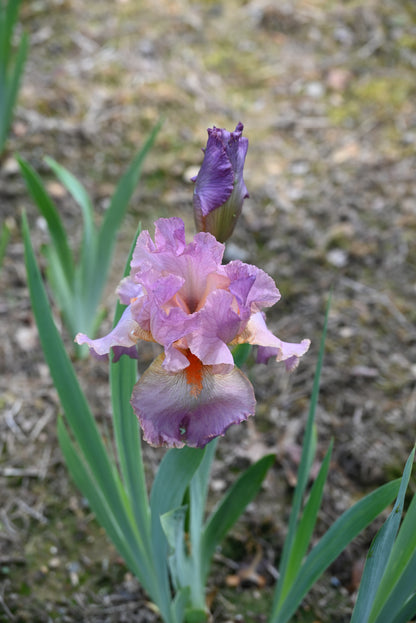 The flower Lillian Lee - Tall Bearded Iris (TB)