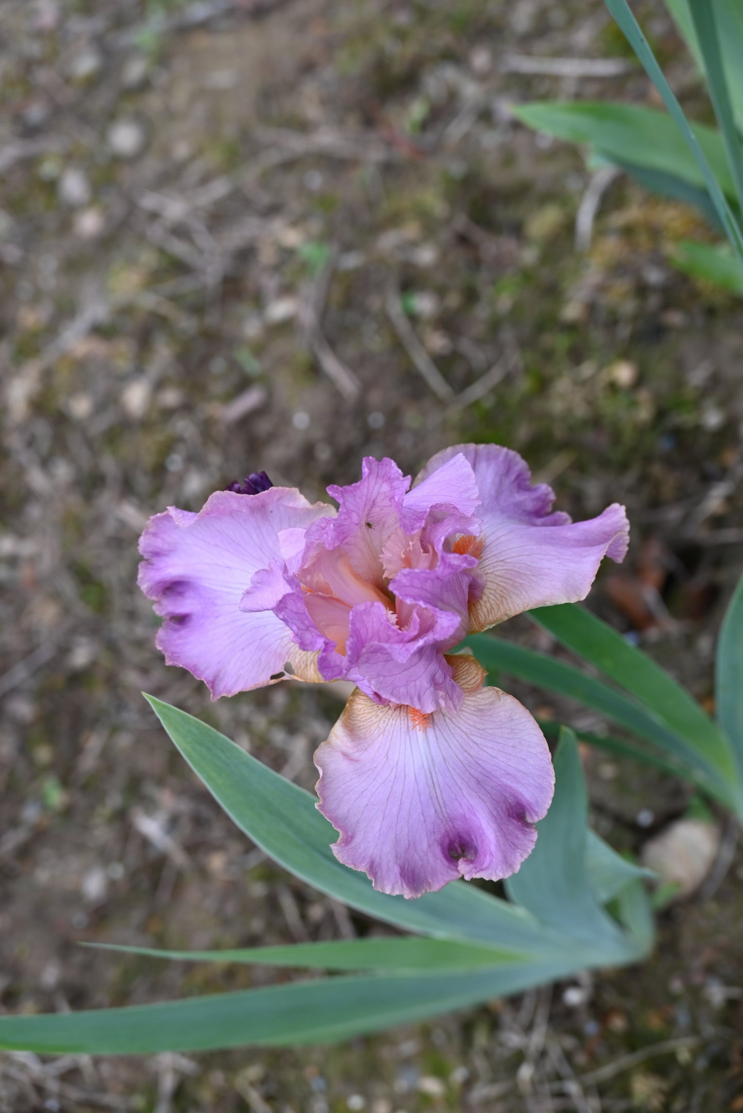 The flower Lillian Lee - Tall Bearded Iris (TB)