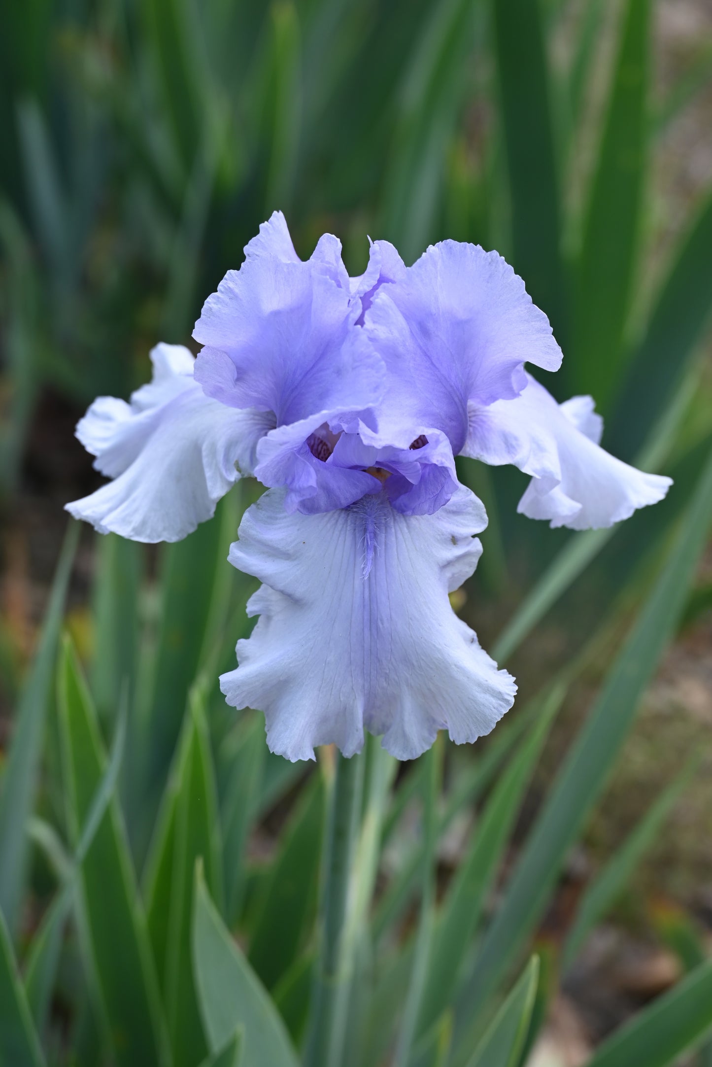 The flower Bye Bye Blues - Tall Bearded Iris (TB)