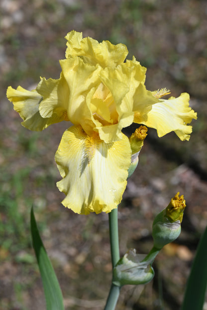 The flower Jester - Tall Bearded Iris (TB)