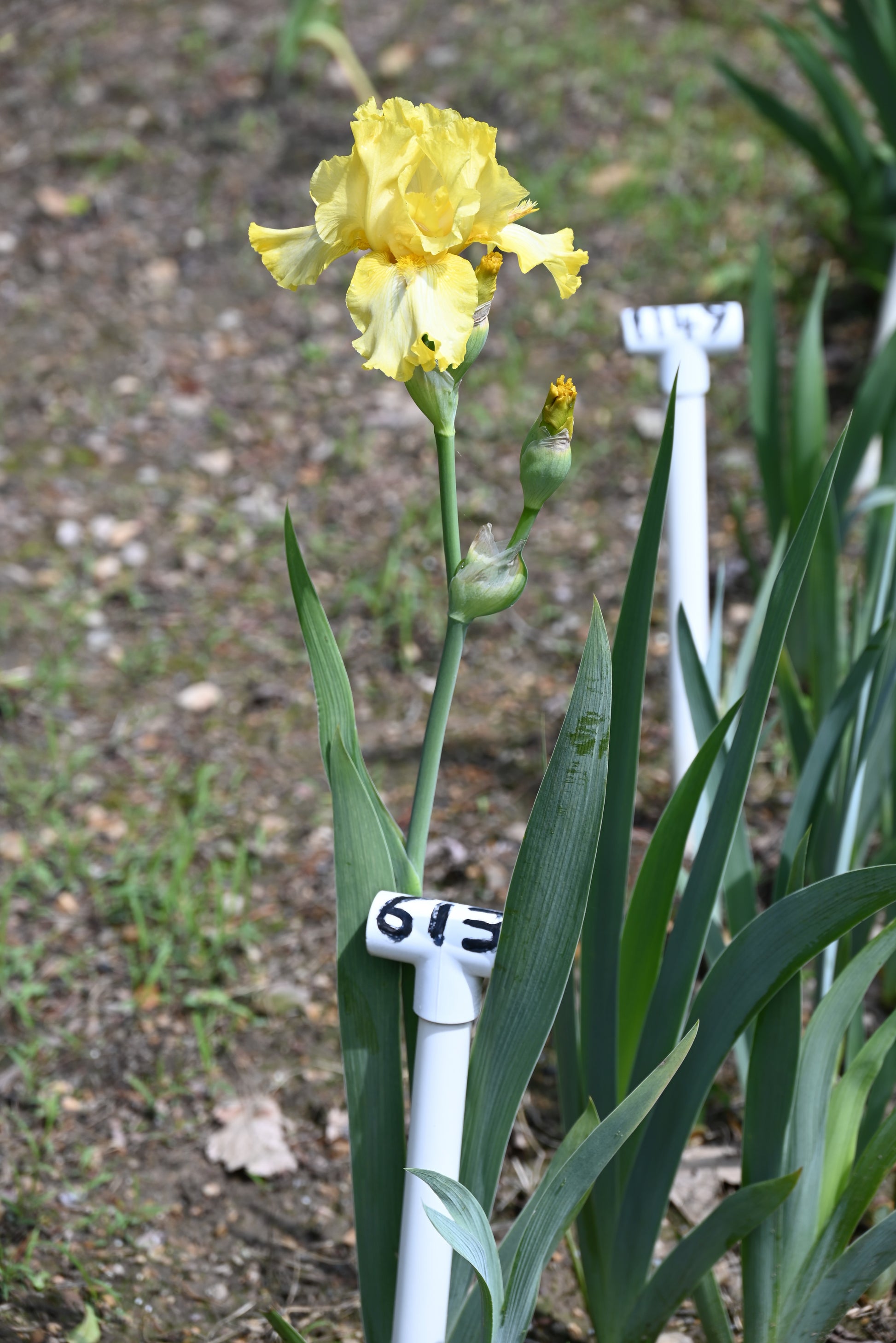 The flower Jester - Tall Bearded Iris (TB)