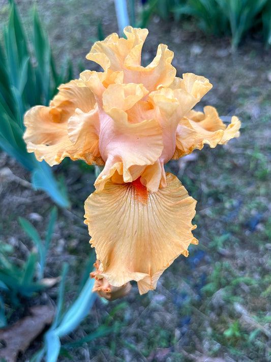 The flower Castaway - Tall Bearded Iris (TB)