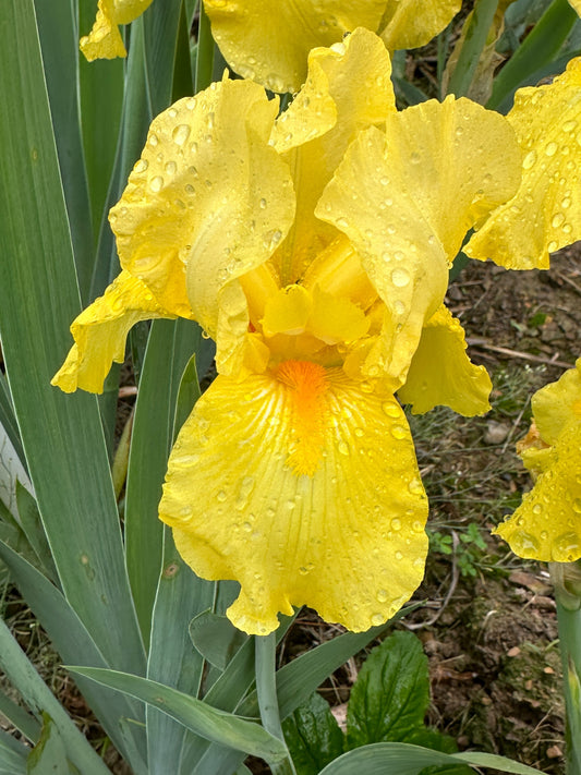 The flower Billionaire - Tall Bearded Iris (TB)