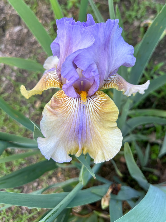 The flower Artist's Palette - Tall Bearded Iris (TB)