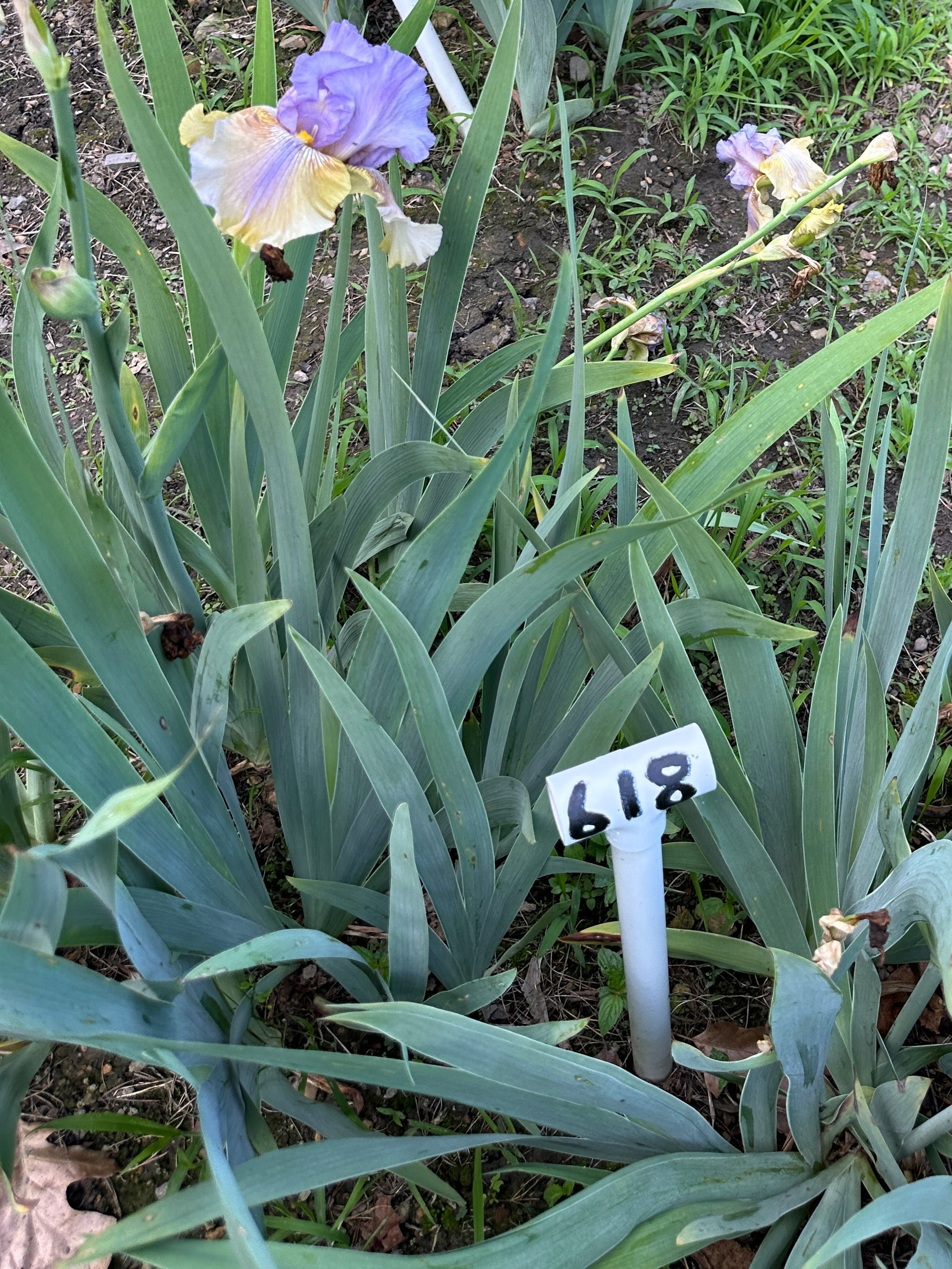 The flower Artist's Palette - Tall Bearded Iris (TB)
