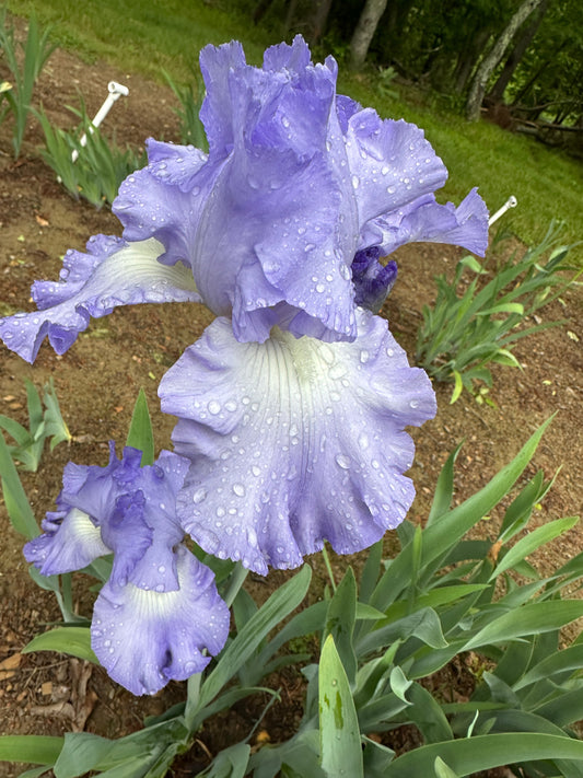 The flower Coming Attraction - Tall Bearded Iris (TB)