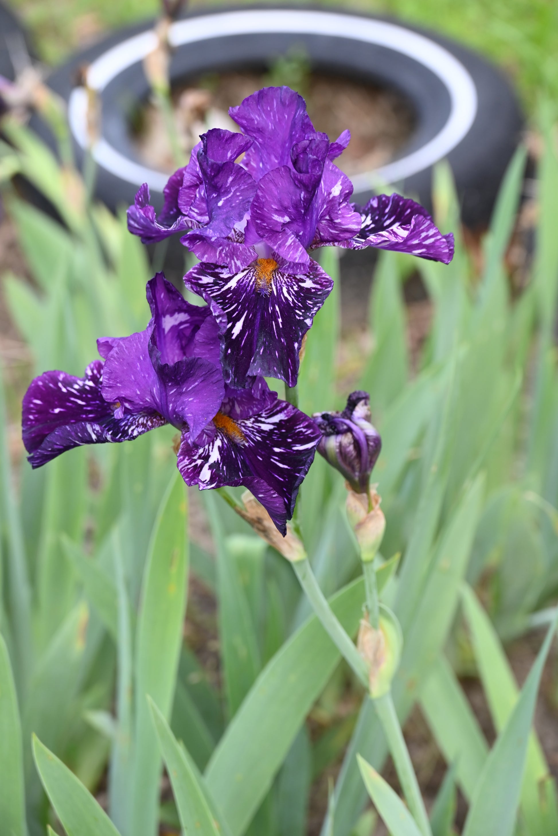 The flower Gnu Again - Tall Bearded Iris (TB)